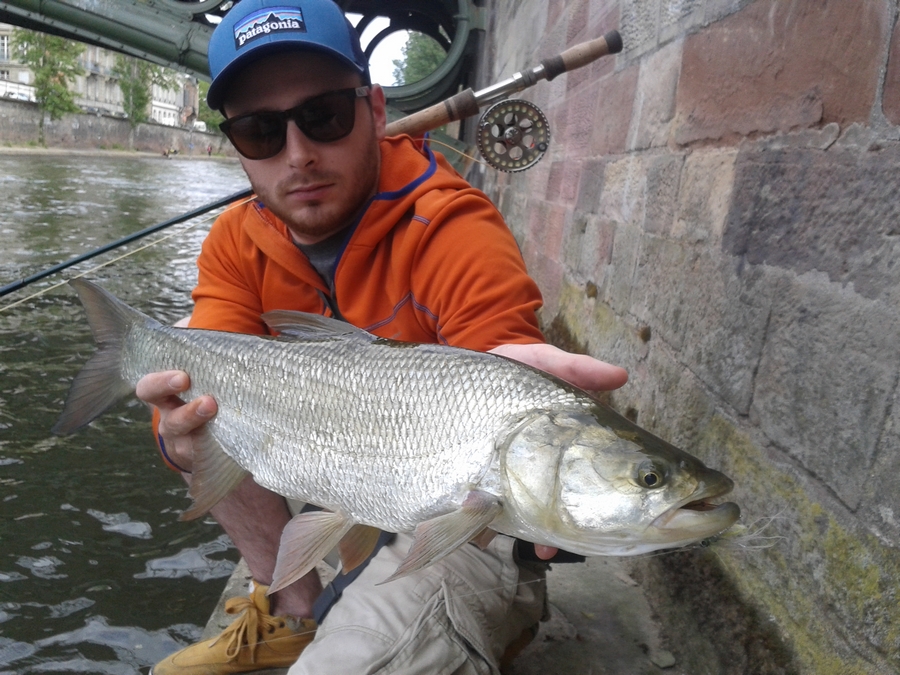 peche truite haut rhin